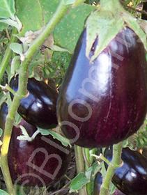 Solanum melongena 'Imperial Black Beauty'
